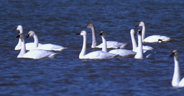 Nature: Swans at Cayuga Lake